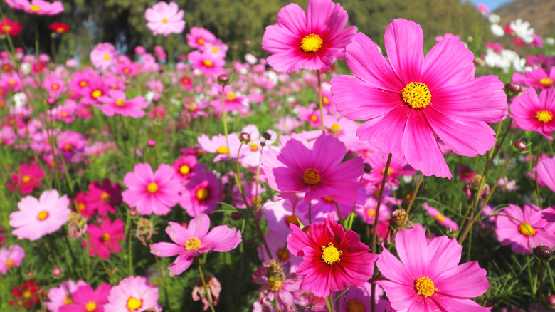 field of pink cosmos in bloom