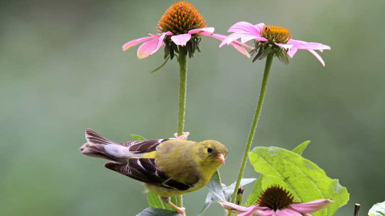 bird resting on coneflower plant