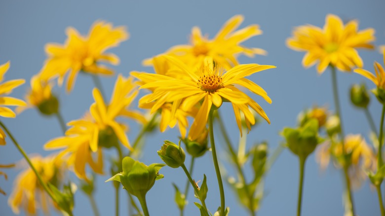 cup plants in bloom