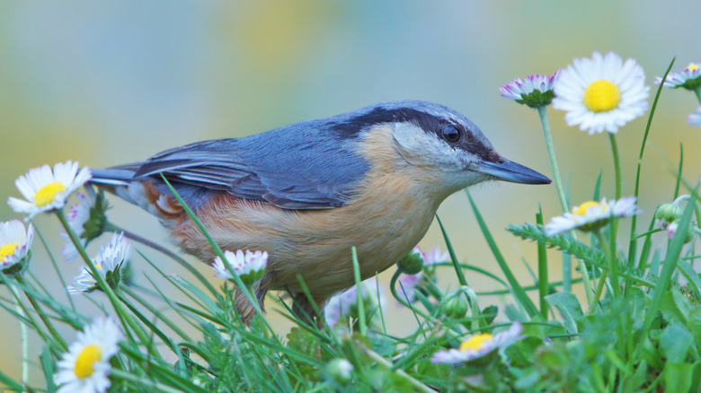 nuthatch among daisies