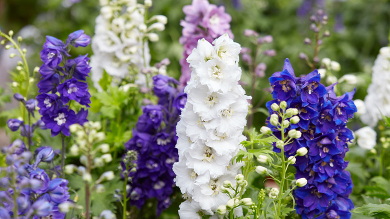 delphiniums in many colors