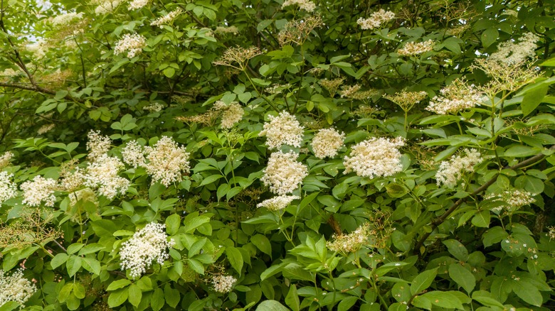 elderflowers in bloom