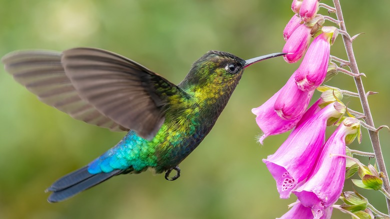 hummingbird feeding on foxgloves