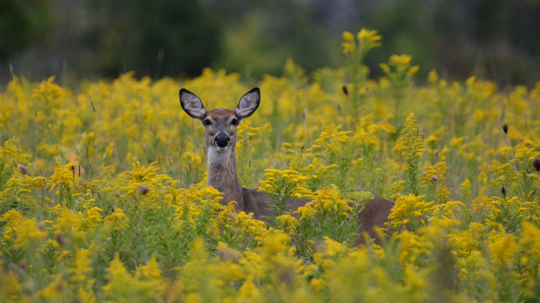 deer in field of goldenrod 