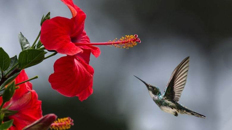 hummingbird flying to red hibiscus