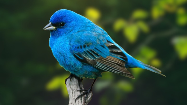 indigo bunting on branch