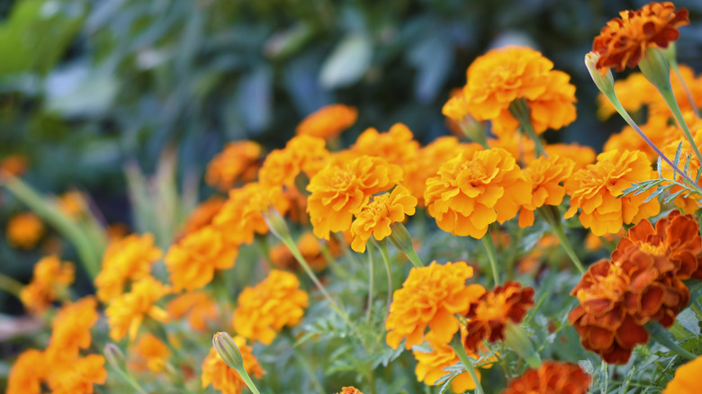 marigold flowers