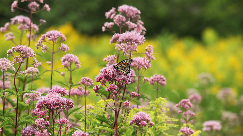 monarch butterfly on milkweed plant