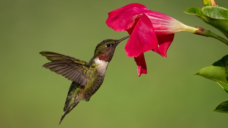 hummingbird gets nectar from petunia