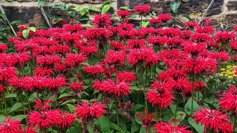 scarlet beebalm flowers