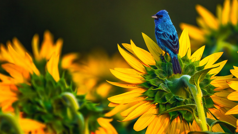 indigo bunting on sunflower