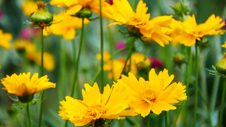 blooming tickseed in field