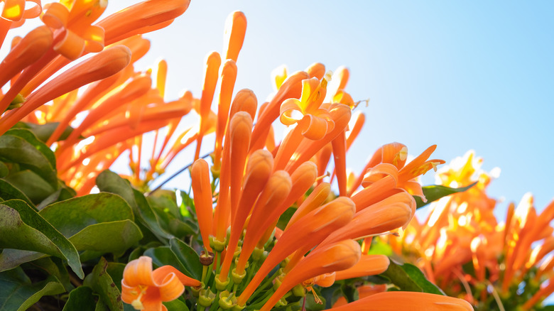 orange trumpet honeysuckle flowers