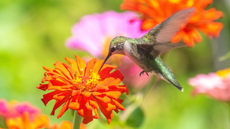 hummingbird drinks nectar from zinnia