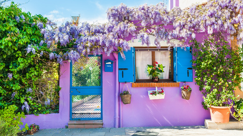 lilac exterior