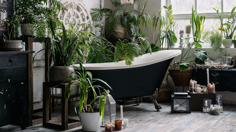 plants surrounding bath tub 