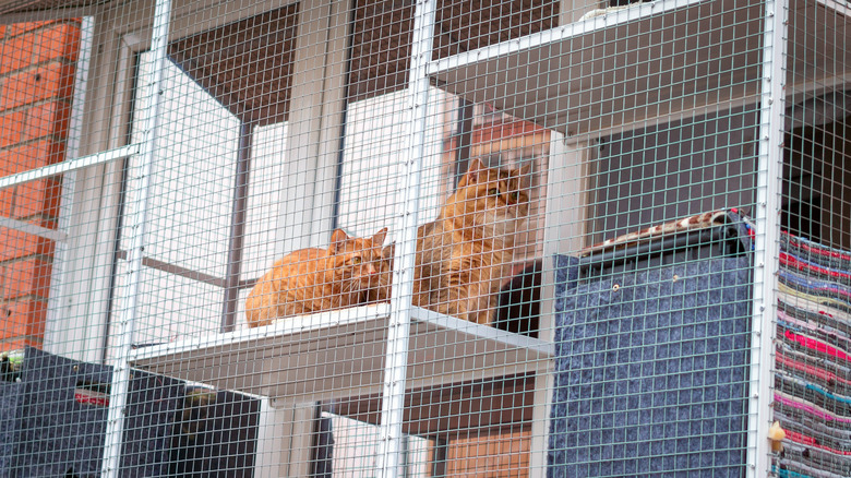 two cats on white ledge