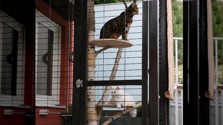 cats on a birch tree