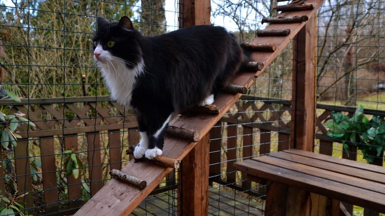 cat walking down a ramp