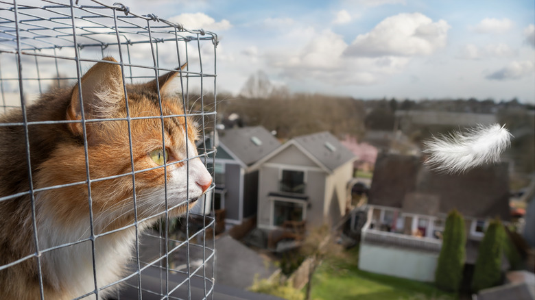 cat looking out over neighborhood