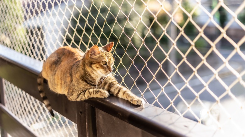 cat perched on skinny ledge