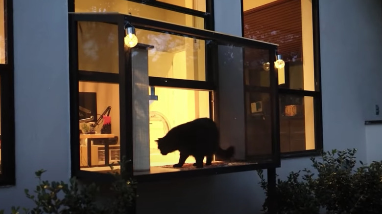 black cat in window ledge
