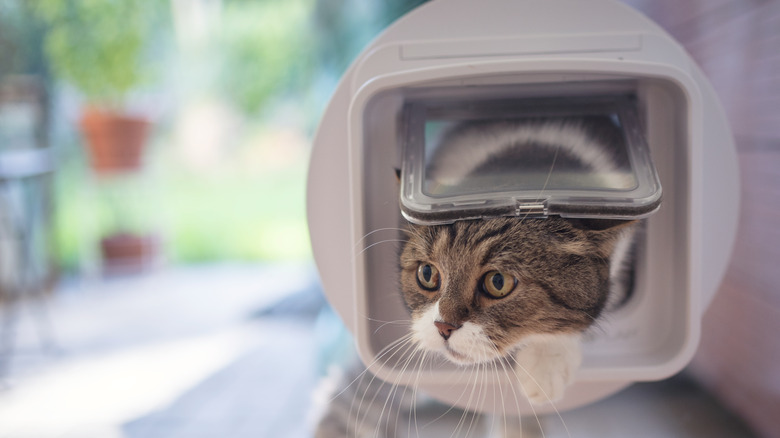 cat walking through pet door