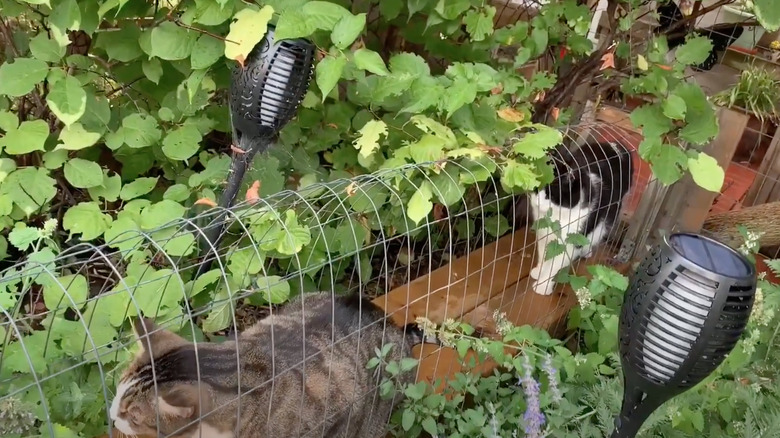 cats walking through a tunnel