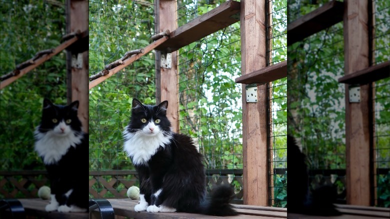 skinny ledges in a catio