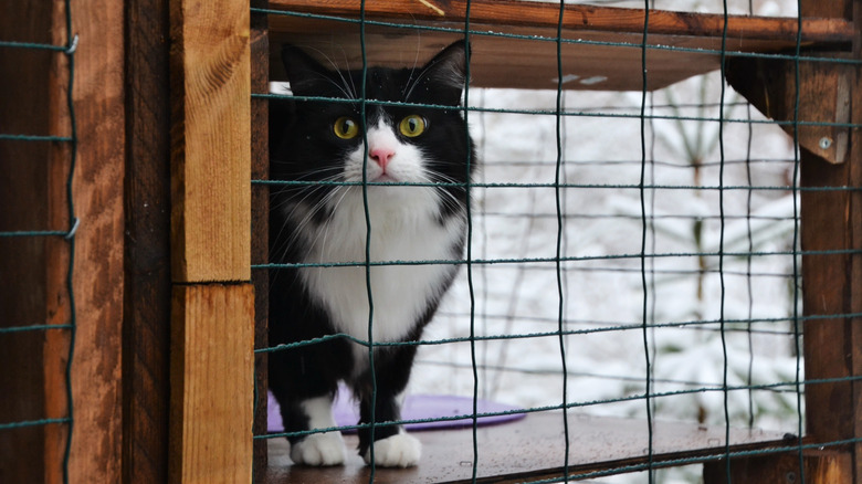 catio with snow in background