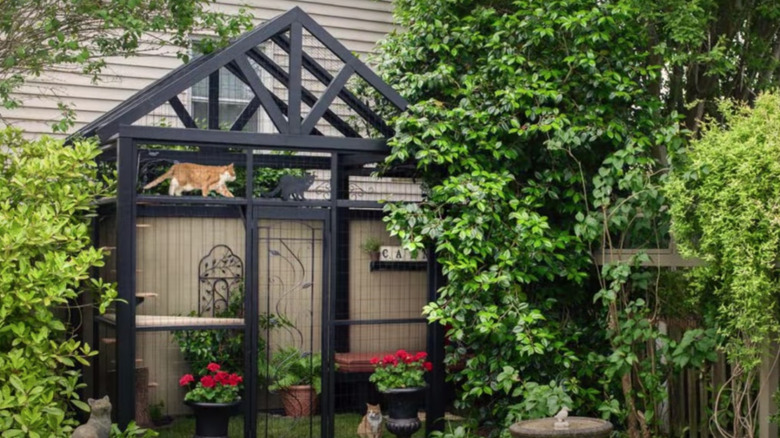 black catio in garden