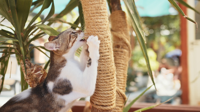 cat scratching a rope tree