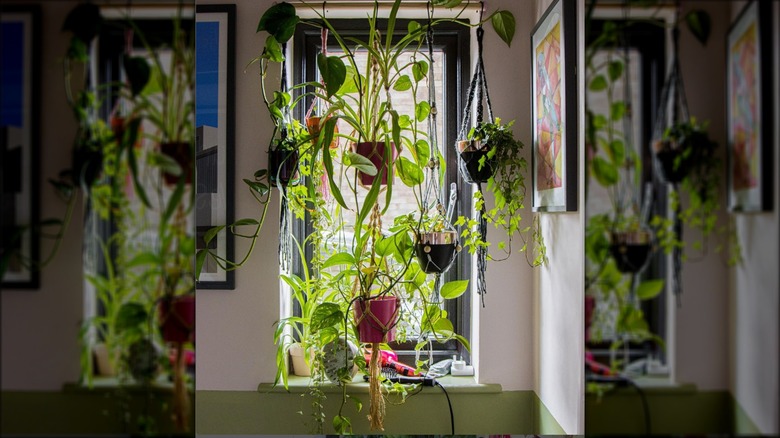 plants draping vines over window