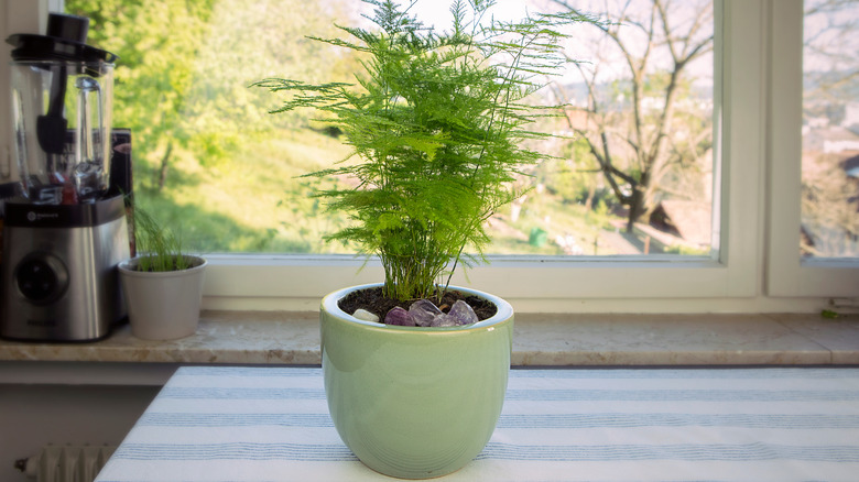 Asparagus fern sitting in window