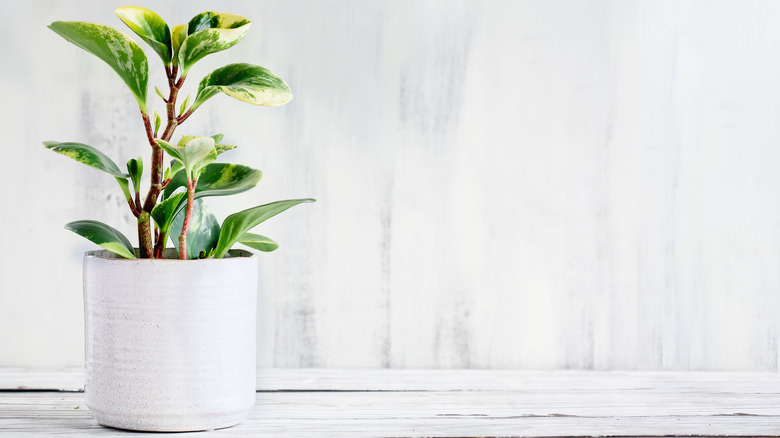 Baby rubber plant, white pot