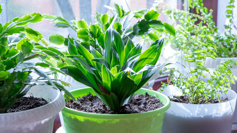 Close-up of cast iron plant