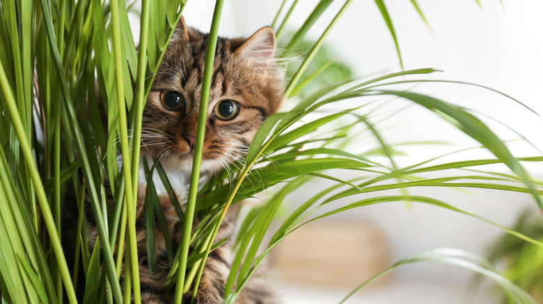 Cat palm with cat