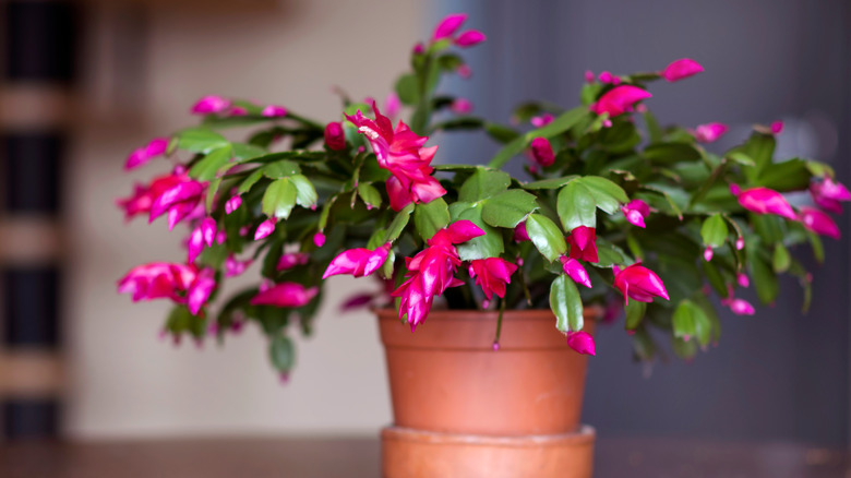 Blooming Christmas cactus