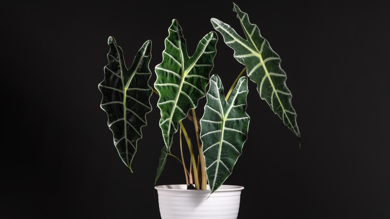 Close-up of elephant ear plant