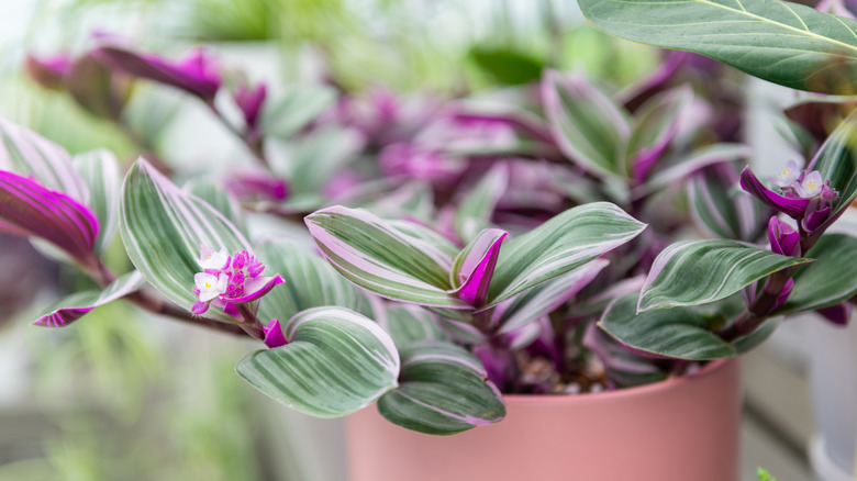 Close-up of inch plant