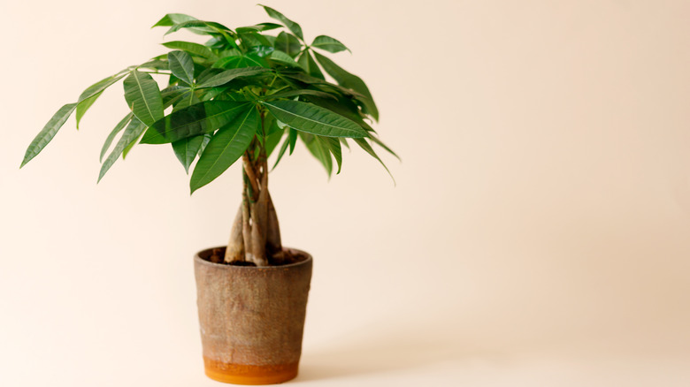 Money tree in terracotta pot