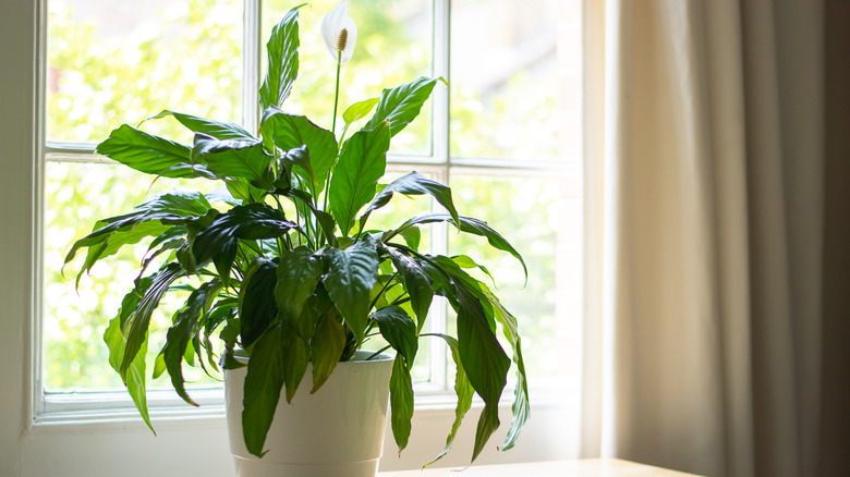 Peace lily in a window