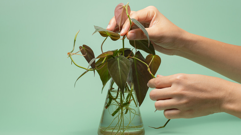 Philodendron micans growing in water