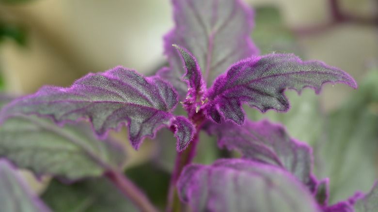 Close-up of purple velvet plant