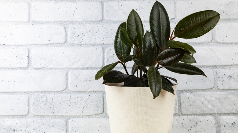 Rubber plant in white pot