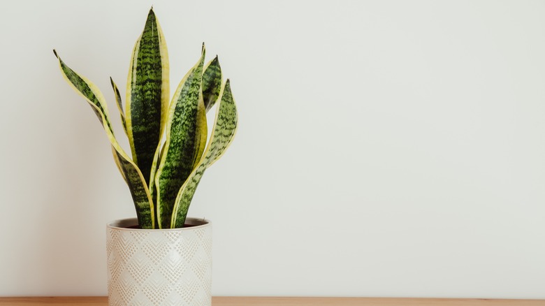 Snake plant in white pot