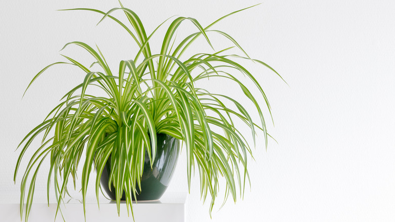 Large spider plant