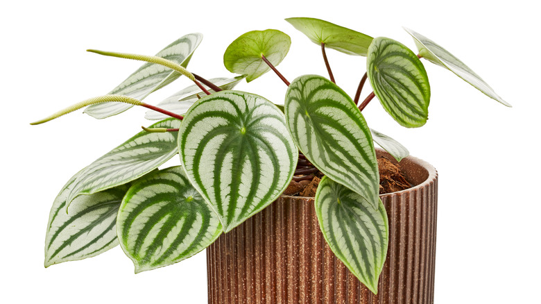 Close-up of watermelon peperomia