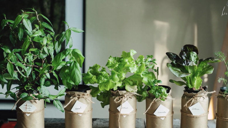 Jars of veggies and herbs