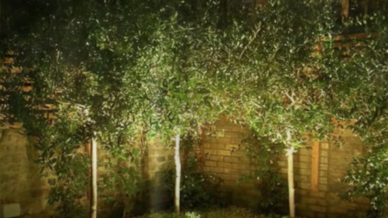 Tree lighting for backyard